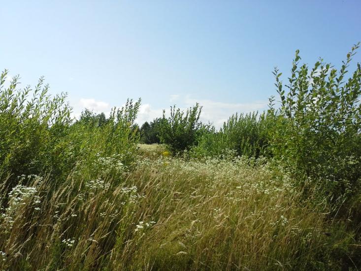 Вирка з panoramio.com - Вирка