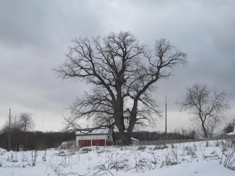 Новосілки з panoramio.com - Новоселки