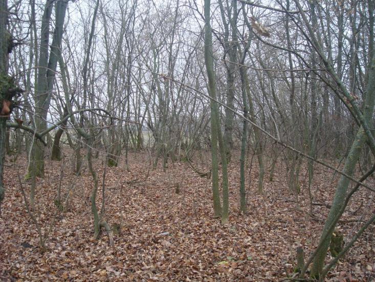 Воронківці з panoramio.com - Воронковцы