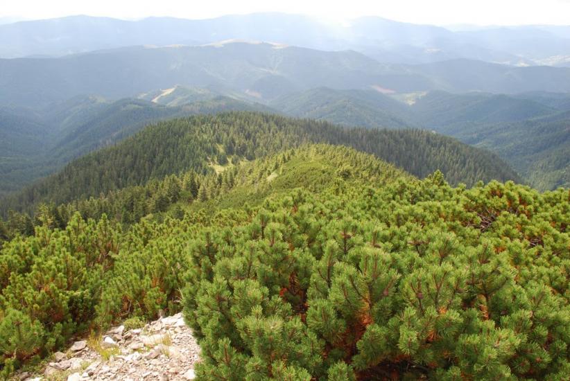 Черник з panoramio.com - Черник