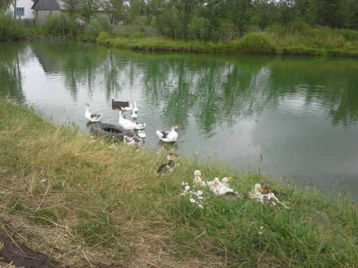 Сошники з panoramio.com - Сошники