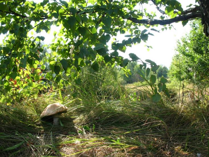 Назавизів з panoramio.com - Назавизів