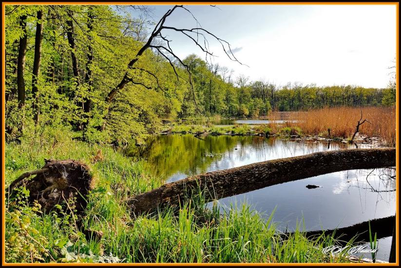 Дронівка з panoramio.com - Dronivka