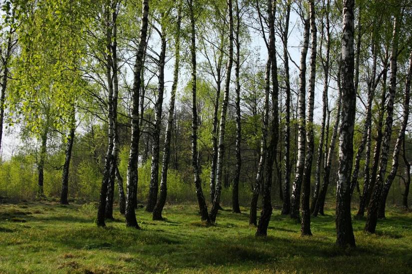 Суховоля з panoramio.com - Sukhovolya