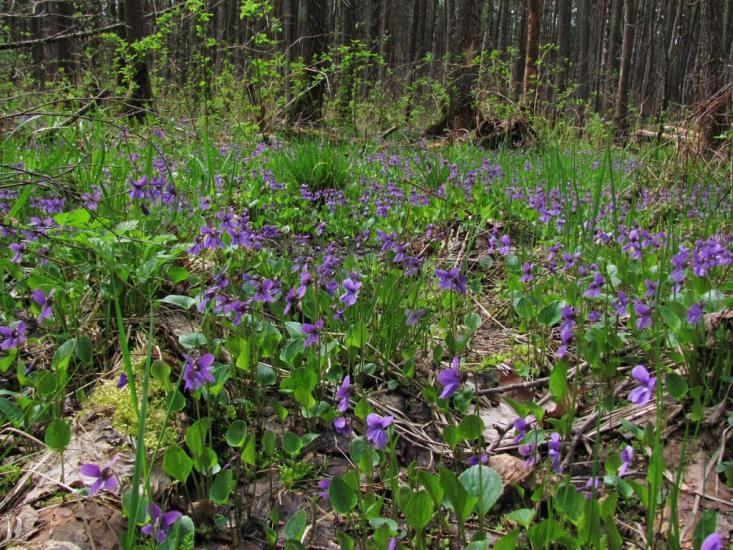 Нові Яриловичі з panoramio.com - Новые Ярыловичи