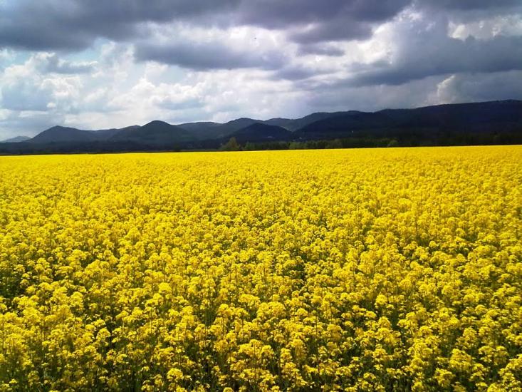 Багна з panoramio.com - Багна