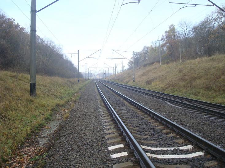 Рідкодуби з panoramio.com - Редкодубы