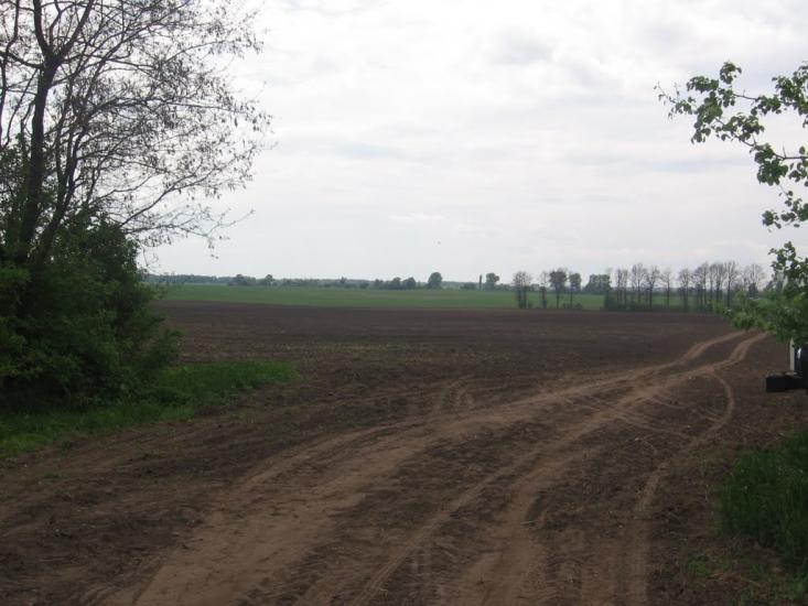 Товстоліс з panoramio.com - Товстоліс