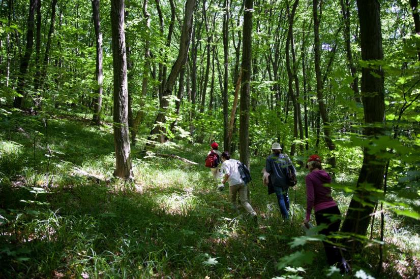 Пекарі з panoramio.com - Пекарі