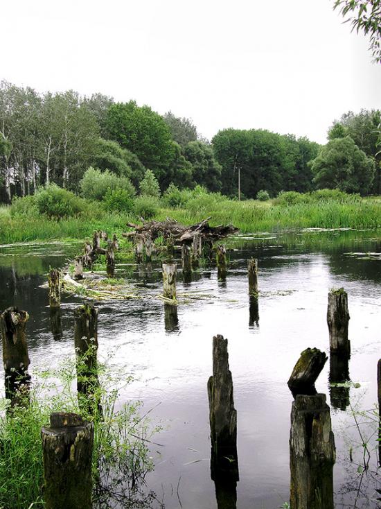 Чернеччина з panoramio.com - Чернеччина