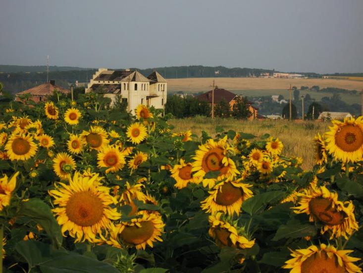 Черкаська Лозова з panoramio.com - Черкасская Лозовая