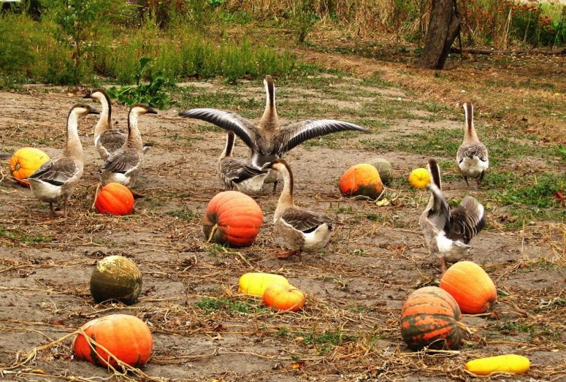 Мелені з panoramio.com - Meleni