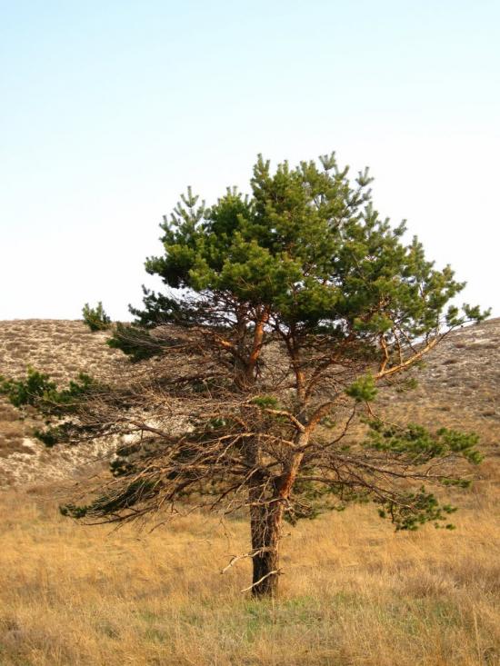 Біленьке з panoramio.com - Біленьке