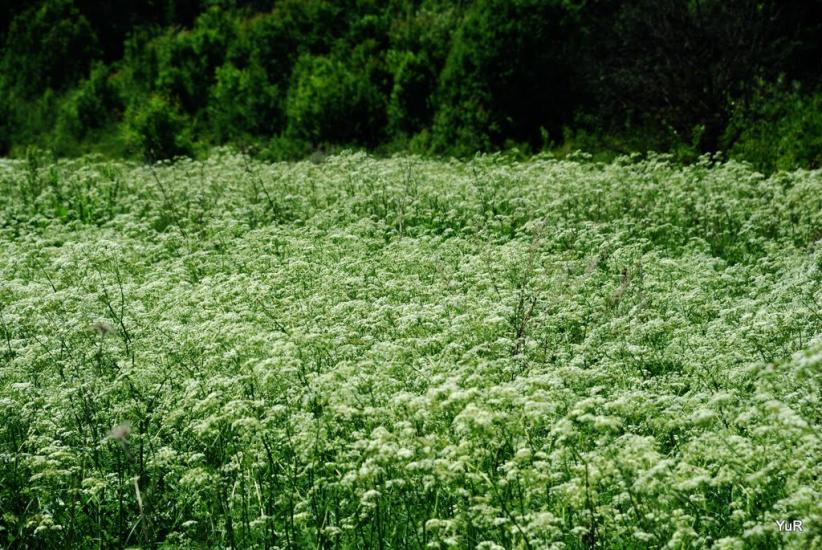 Глинське з panoramio.com - Глинське