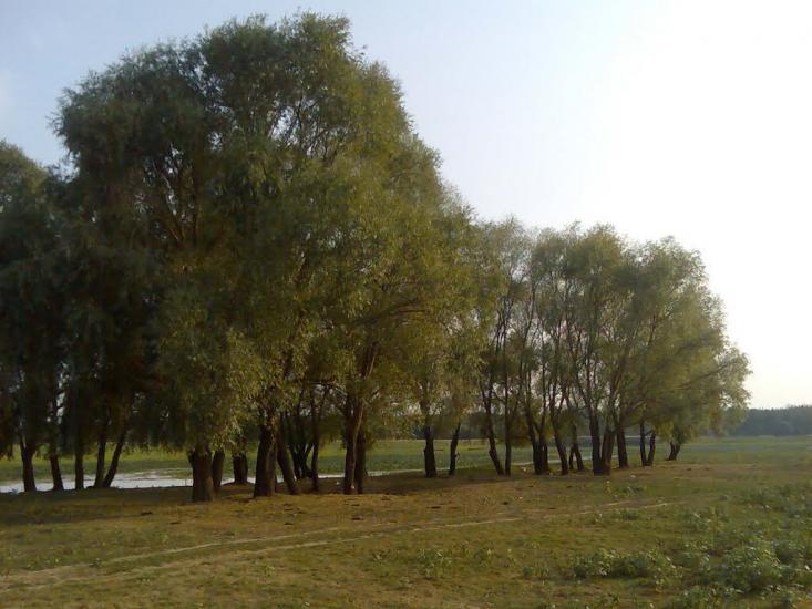 Пирогівка з panoramio.com - Пироговка