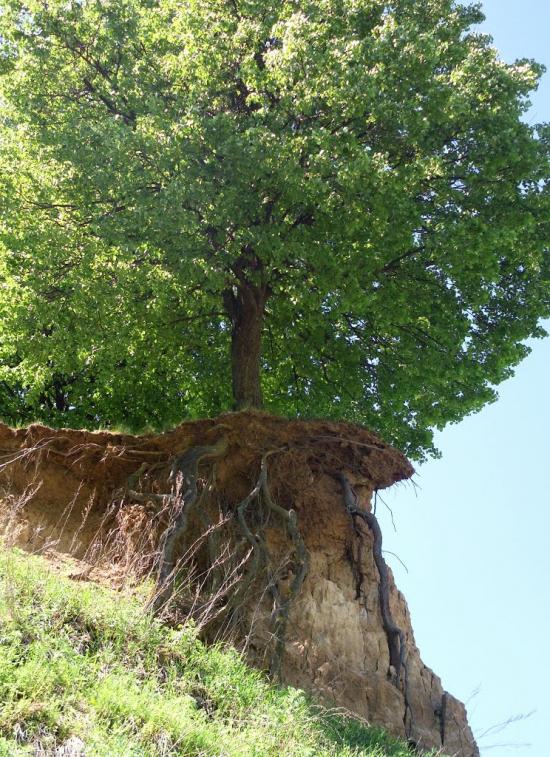 Дзензелівка з panoramio.com - Дзензелівка