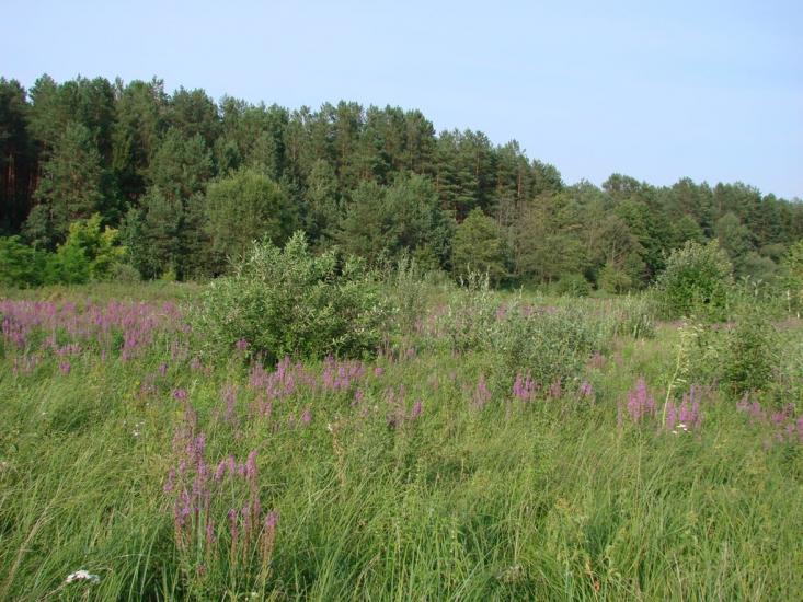 Кожухівка з panoramio.com - Кожухівка