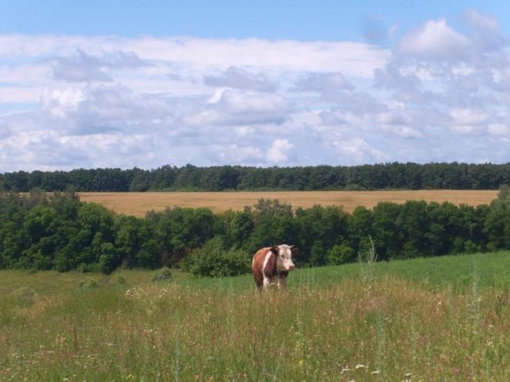 Висока Яруга з panoramio.com - Висока Яруга