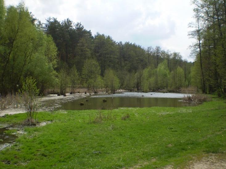 Старий Білоус з panoramio.com - Staryy Bilous