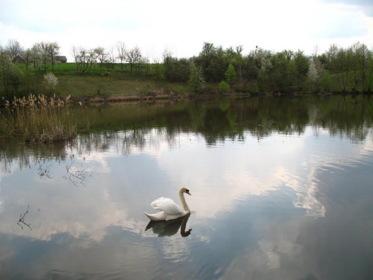 Велика Севастянівка з panoramio.com - Великая Севастьяновка