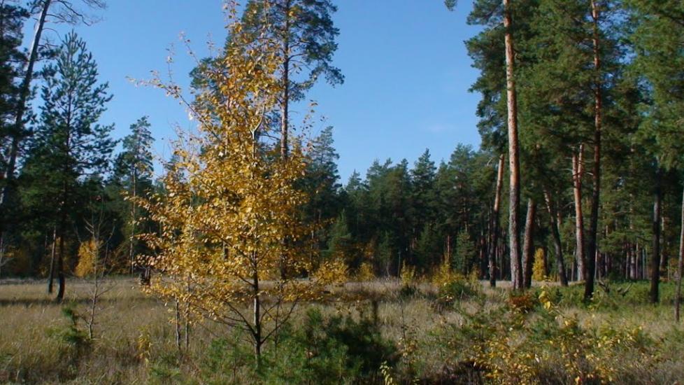 Студенок з panoramio.com - Студенок