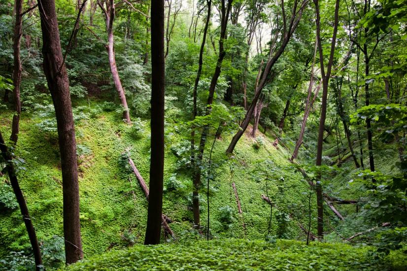 Пекарі з panoramio.com - Пекарі