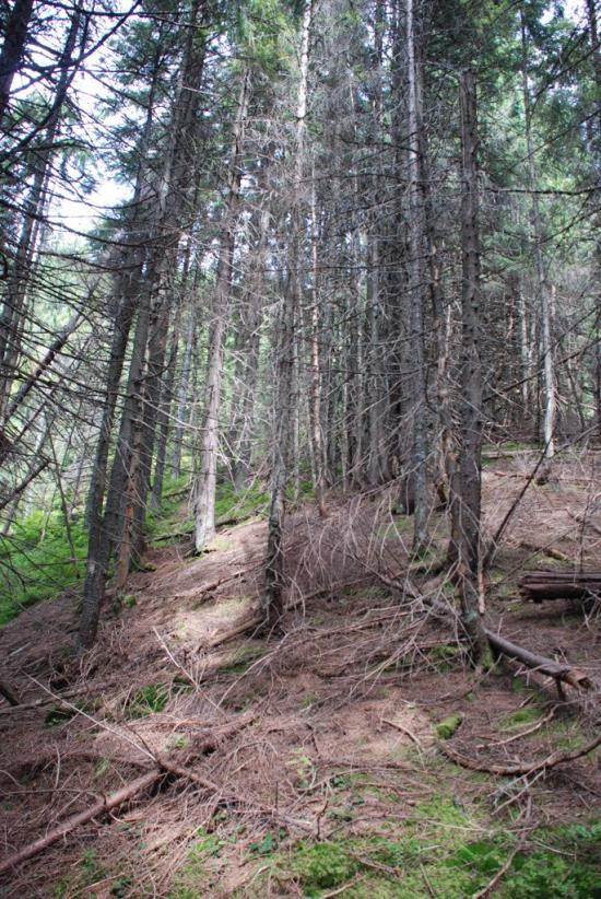 Черник з panoramio.com - Черник