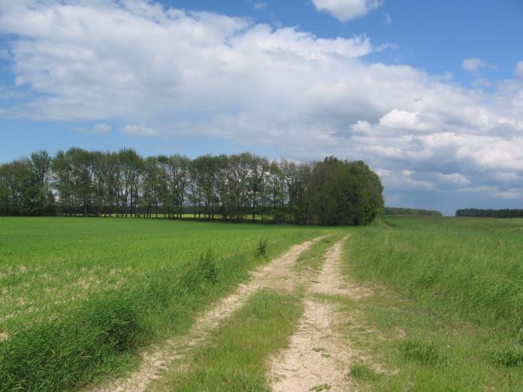 Товстоліс з panoramio.com - Толстолес