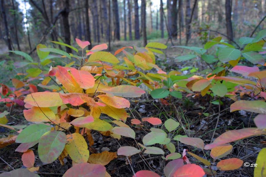 Горянівське з panoramio.com - Goryanivske