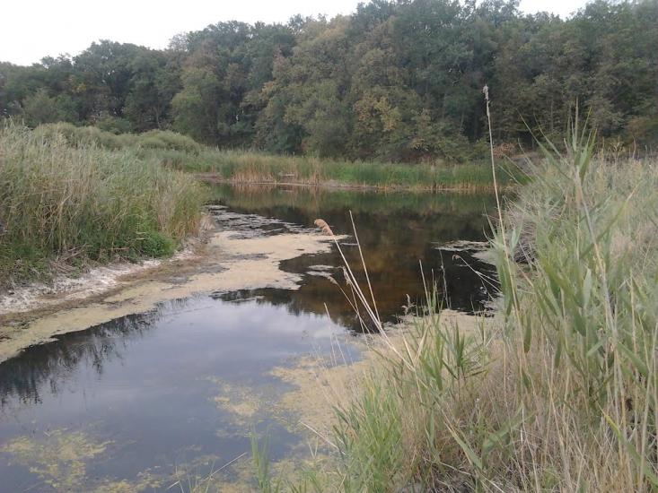 Усть-Лип'янка з panoramio.com - Усть-Липянка