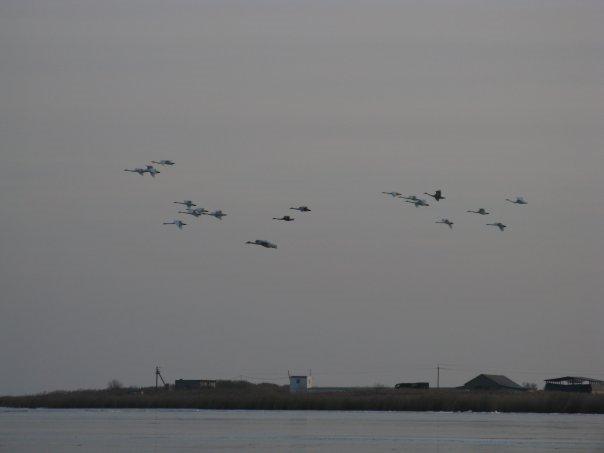 Дарівка з panoramio.com - Даровка
