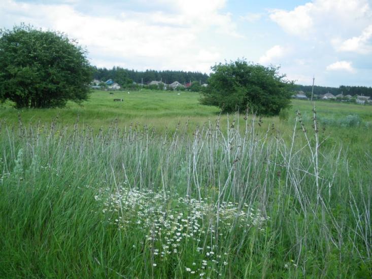Ярова з panoramio.com - Ярова
