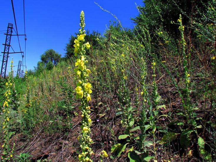 Широке з panoramio.com - Широкое