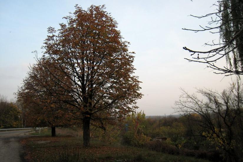 Щастя з panoramio.com - Счастье