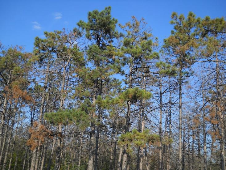 Дубки з panoramio.com - Дубки