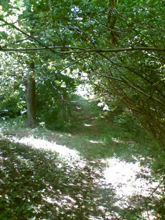 Сінне з panoramio.com - Сенное