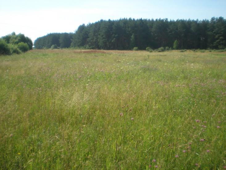 Нова Буда з panoramio.com - Новая Буда