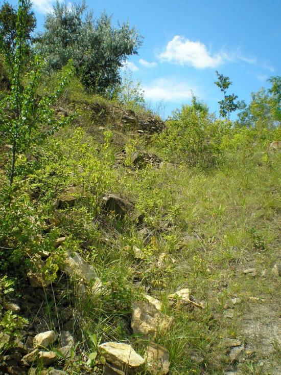 Кам'янка з panoramio.com - Камянка