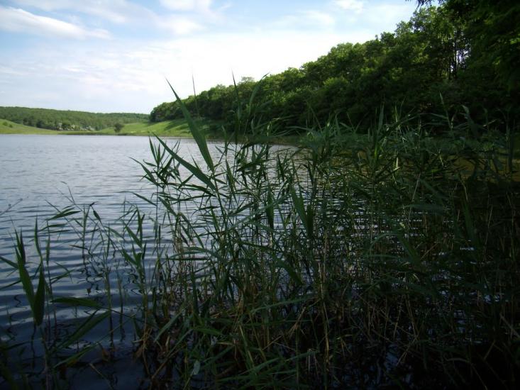 Питомник з panoramio.com - Питомник