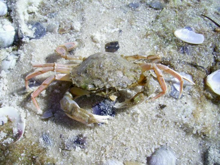 Більшовик з panoramio.com - Большевик