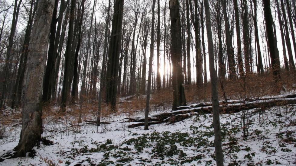 Ворочово з panoramio.com - Ворочево