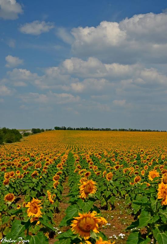 Болгарка з panoramio.com - Болгарка