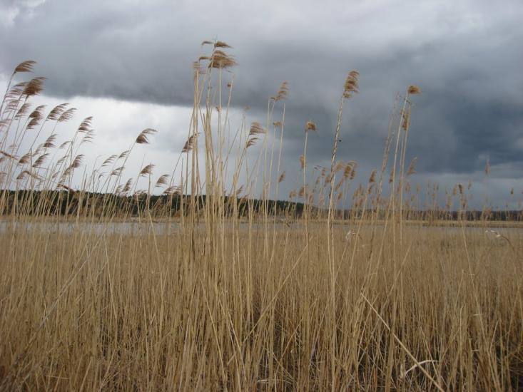 Березець з panoramio.com - Березець