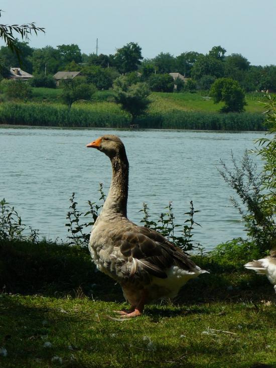 Протопопівка з panoramio.com - Протопопівка
