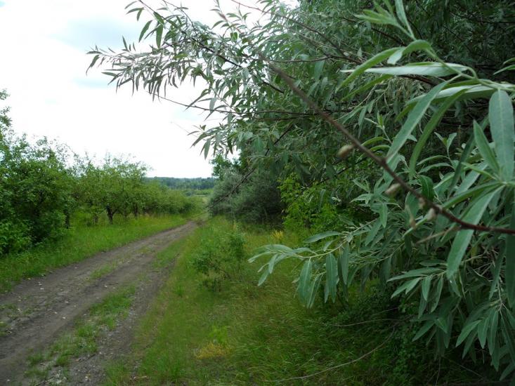 Новофастів з panoramio.com - Новофастов