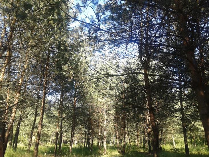 Рясне-Руське з panoramio.com - Рясное-Русское