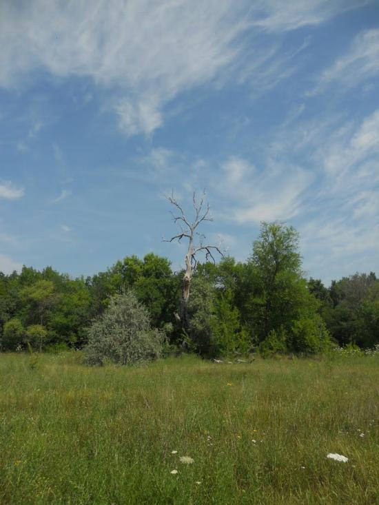 Знаменівка з panoramio.com - Znamenivka