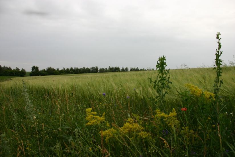 Михайлівка з panoramio.com - Михайлівка
