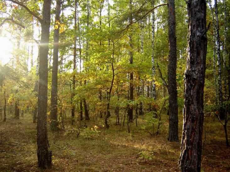 Нові Яриловичі з panoramio.com - Новые Ярыловичи