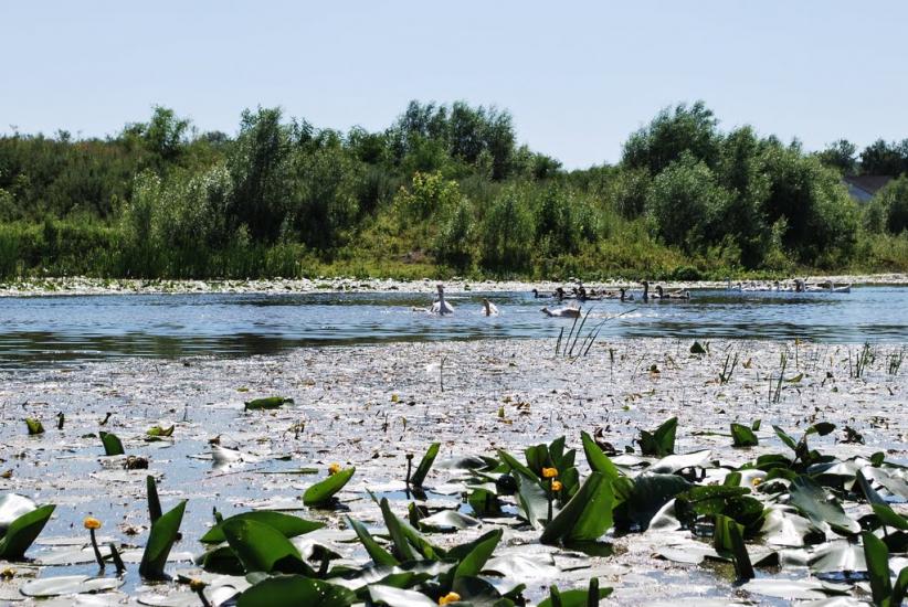 Сенча з panoramio.com - Сенча